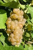 Seyval Blanc Grapes