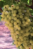 Vidal Blanc Grapes