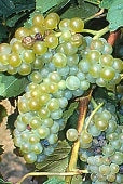 Vignoles Grapes