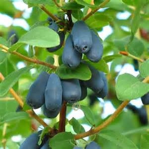 Honeyberry Plants For Sale  penseberryfarm.com