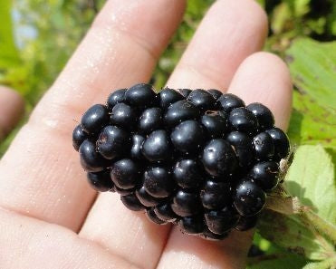 caddo blackberry
