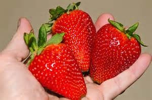 chandler strawberry