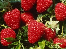 Himbo-top Ever Bearing Red Raspberry Plants – penseberryfarm.com