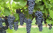 Load image into Gallery viewer, Marquette, hybrid red wine grape
