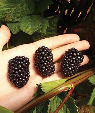 prime-ark freedom blackberry plant